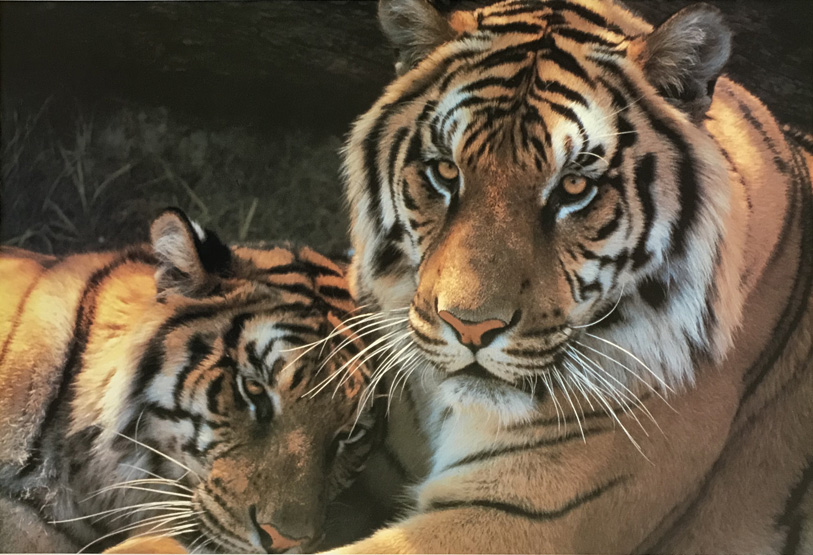 Bengal Tigers 949-689-2047